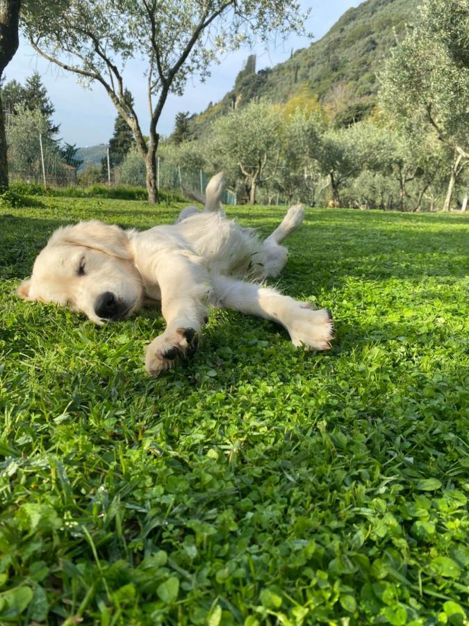 Sotto Il Cielo Di Toscana Appartamenti In Tenuta Only Adults No Pet カマイオーレ エクステリア 写真