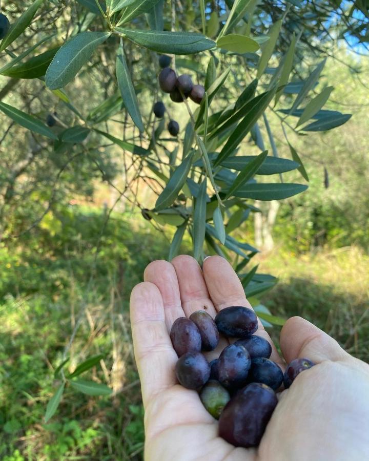 Sotto Il Cielo Di Toscana Appartamenti In Tenuta Only Adults No Pet カマイオーレ エクステリア 写真