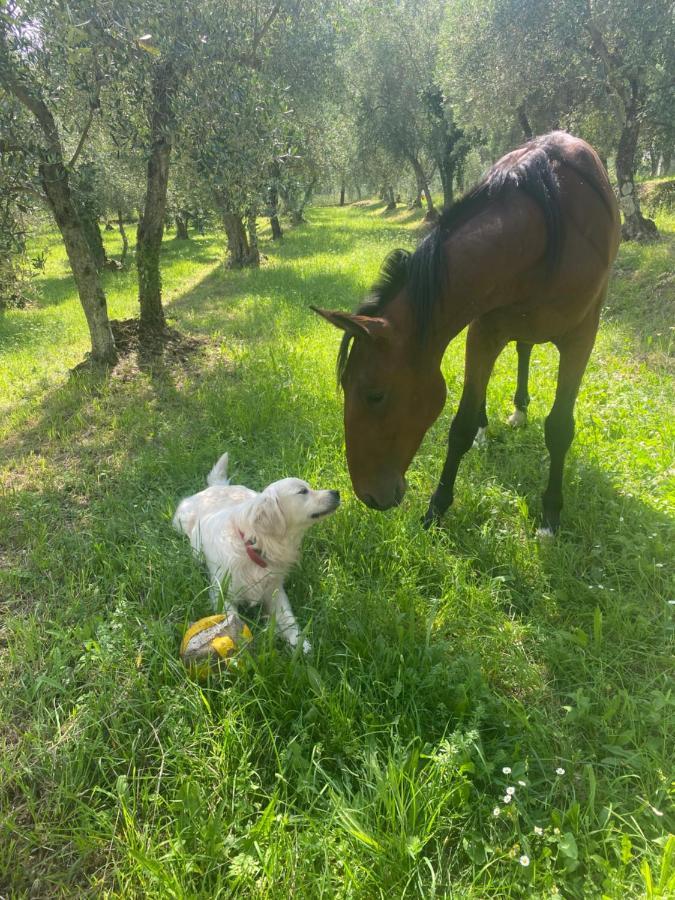 Sotto Il Cielo Di Toscana Appartamenti In Tenuta Only Adults No Pet カマイオーレ エクステリア 写真